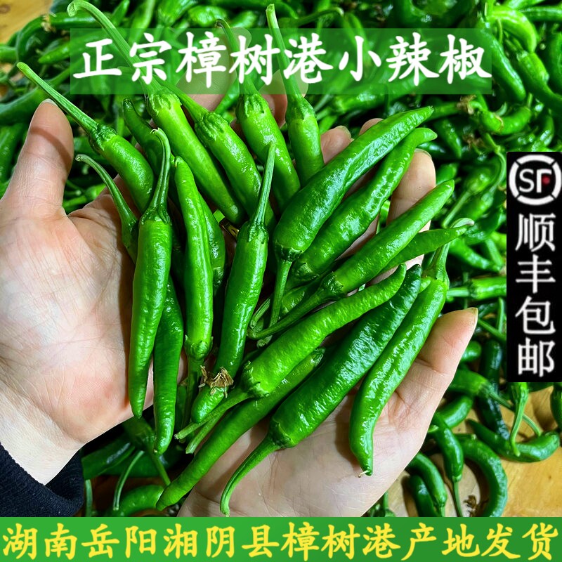 2斤装正宗湖南樟树港小辣椒现摘新鲜湘阴农家特产薄皮嫩青椒包邮