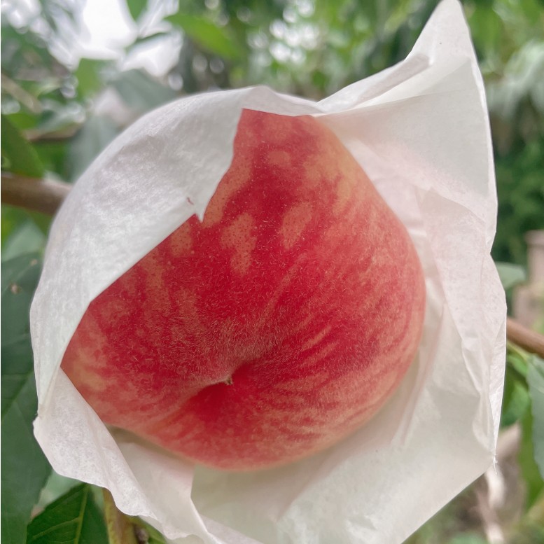 龙泉水蜜桃水蜜桃四川龙泉驿