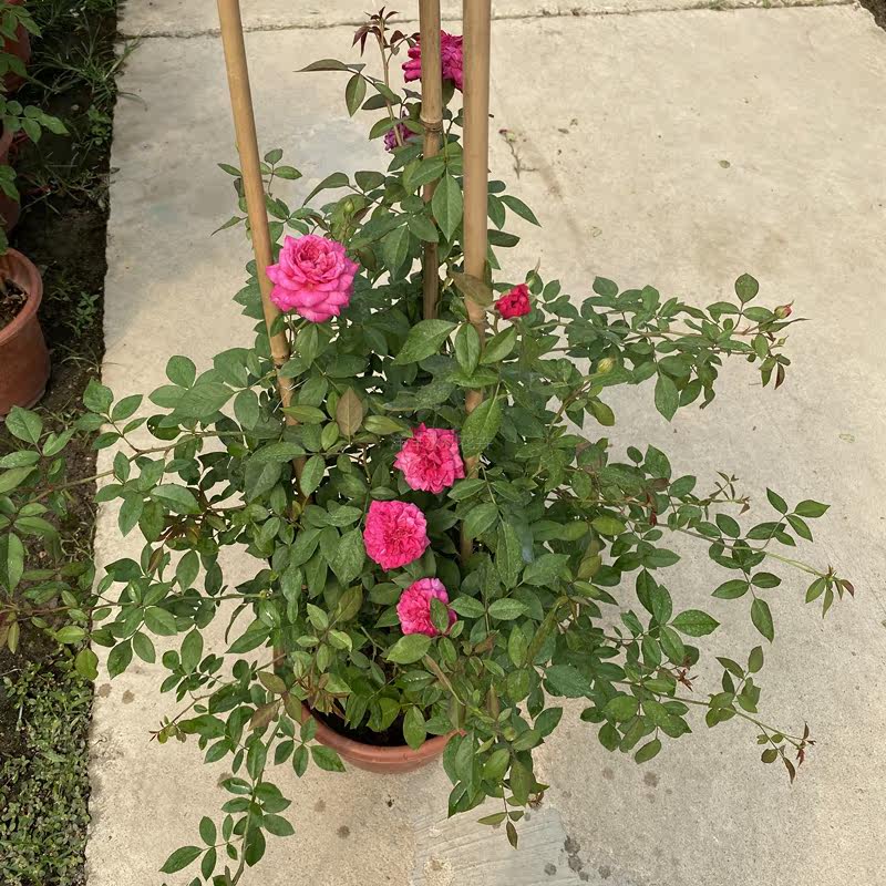 四季蔷薇花苗欧月攀援爬藤植物庭院浓香型玫瑰藤本月季花卉大盆栽