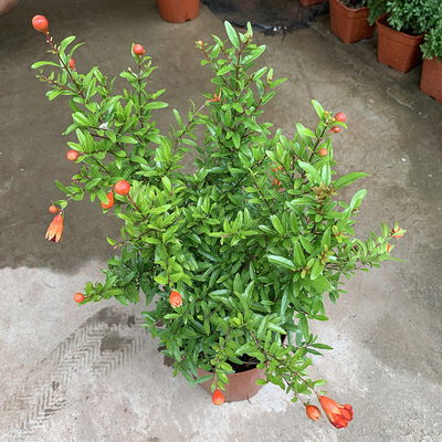 阳台种植四季开花小石榴庭院树苗