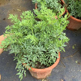 花苗食用臭艾绿豆糖水驱蚊草芸香草 盆栽植物室外阳台菜园四季