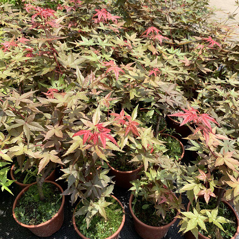 红枫盆景红枫叶黄金枫盆栽花卉四季植物室内红枫树苗美观净化空气图片