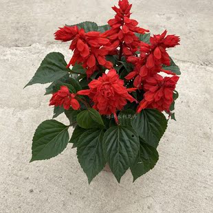 一串红盆栽苗串串红花苗阳台室外庭院花卉绿化工程地栽苗带花发货