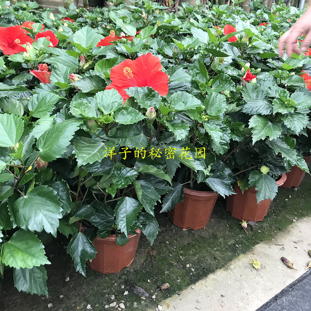 四季木槿丹麦花卉盆栽室内庭院阳台观花植物开花红色重瓣牡丹花型 - 实物图