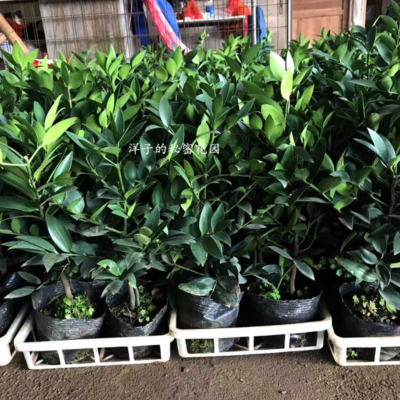 竹柏盆栽平安竹兴旺竹长寿竹室内客厅办公室防辐射吸甲醛大盆景