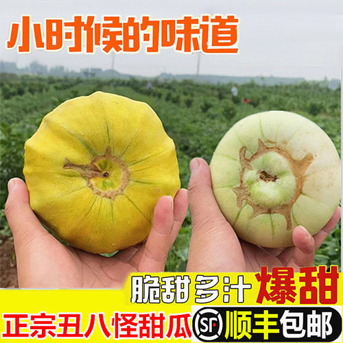 农家现摘新鲜小香瓜丑八怪