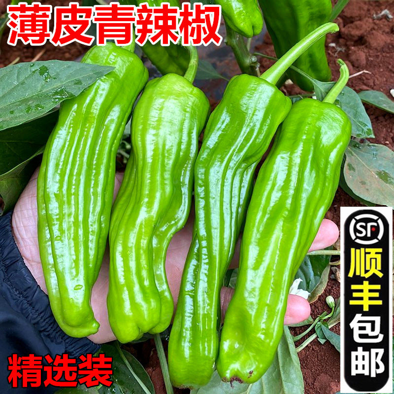 农家青辣椒土辣椒新鲜采摘