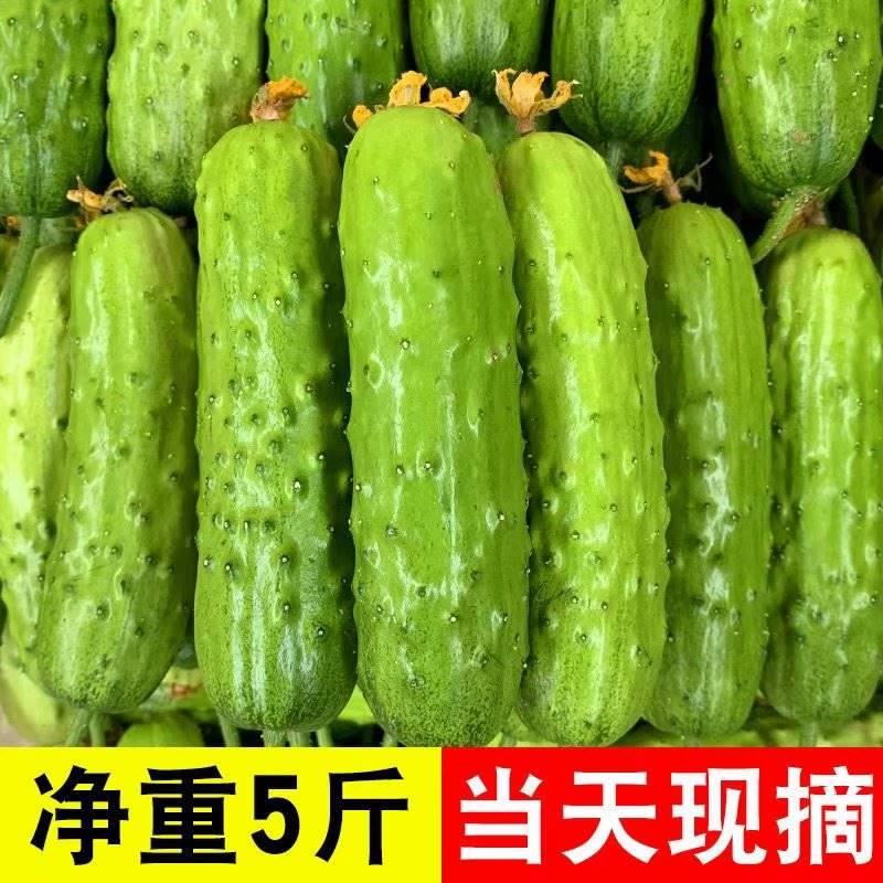 新鲜旱黄瓜5斤水果小黄瓜生吃脆甜果农现摘山东青瓜凉瓜带刺包邮 水产肉类/新鲜蔬果/熟食 黄瓜 原图主图