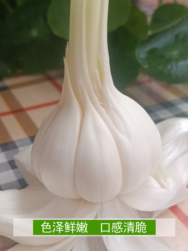 2023新鲜大蒜头现货鲜蒜湿蒜腌蒜山东挖红白皮嫩蒜生蔬菜鲜蒜青蒜