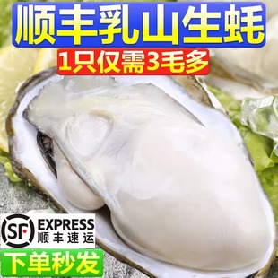 乳山生蚝鲜活带箱6斤牡蛎海鲜贝类带壳海蛎子批发 包邮 顺丰