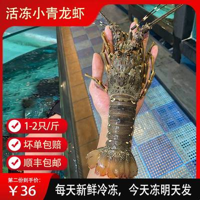 活冻小青龙龙虾鲜活大龙虾澳洲龙虾冰鲜冷冻大虾海鲜水产3只起拍