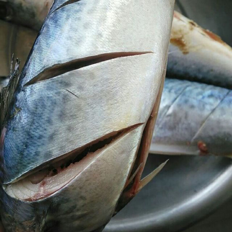 新鲜青花鱼鲜活速冻青鱼6斤青占鱼烧烤食材大鲐鱼鲐鲅鱼片冷冻