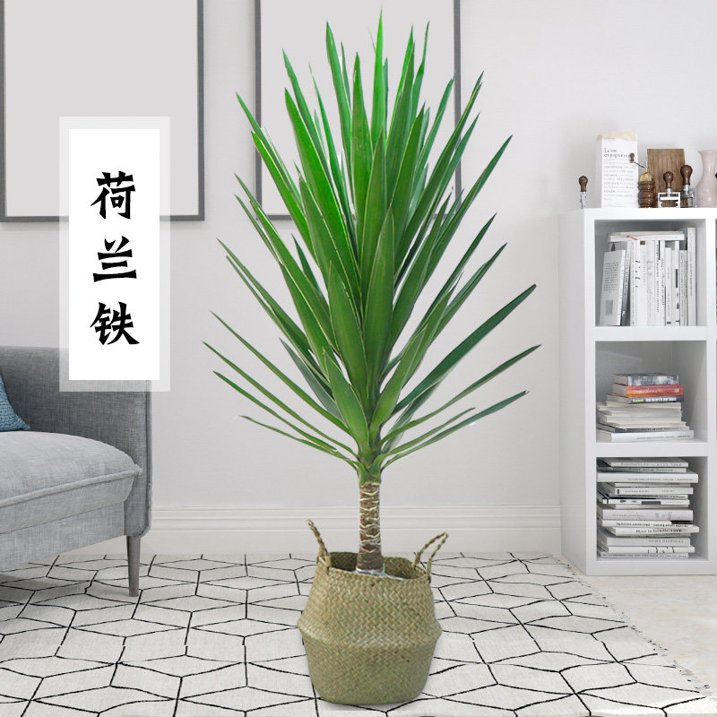 荷兰铁 巨丝兰 绿植 铁树盆栽植物 七彩铁 龙血树 盆景净化空气在类目 鲜花速递/花卉仿真/绿植园艺, 花卉/绿植盆栽（新）, 大型绿植/成品组合盆栽中 - 来自Buy2taobao.com提供专业的淘宝代购服务