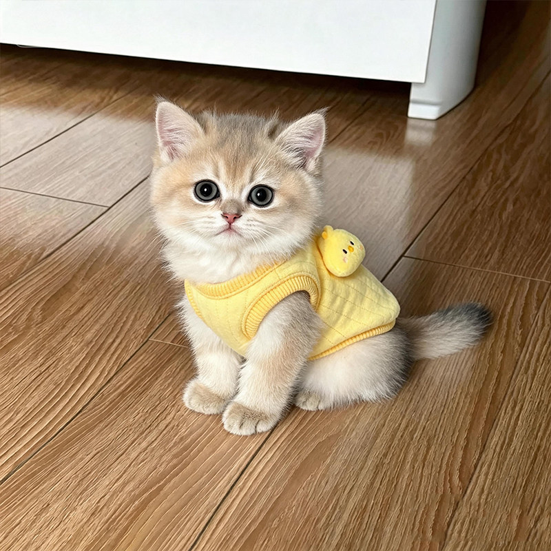 奶猫衣服新生小猫秋冬保暖背心可爱幼猫奶狗茶杯犬加厚超小号马甲