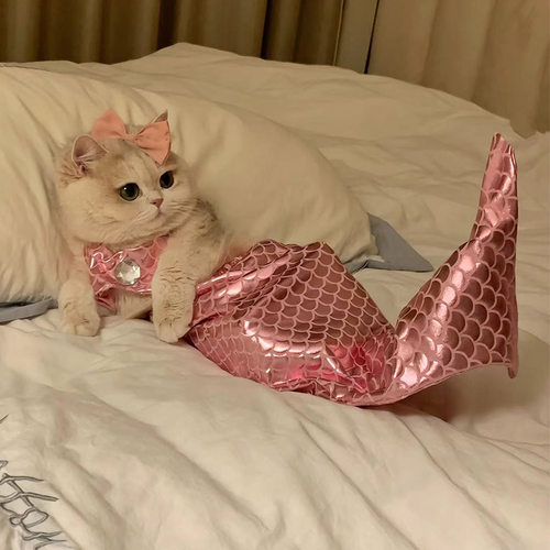 猫咪美人鱼鱼尾装饰抖音同款拍照