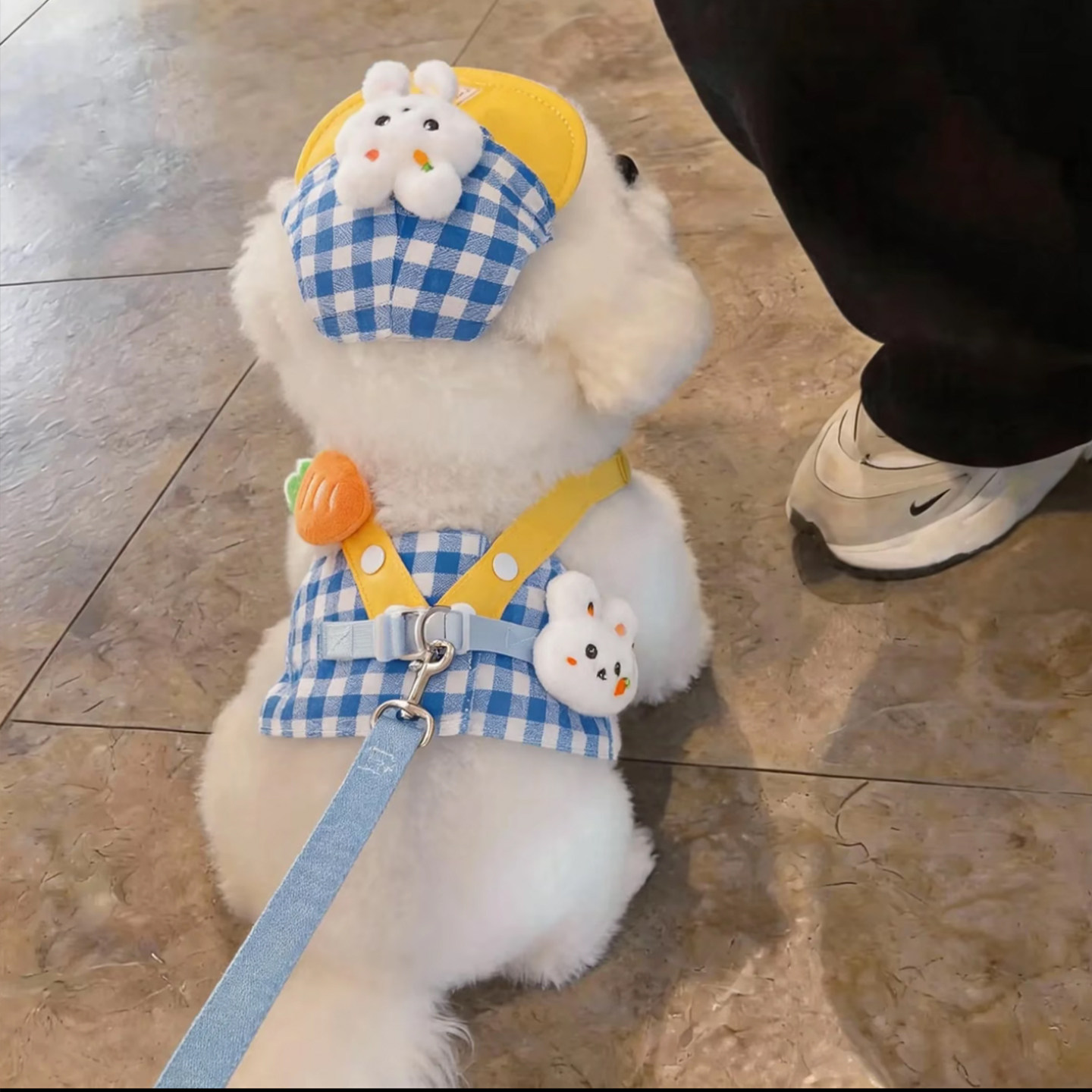狗狗牵引绳小型犬胸背套装比熊泰迪外出专用防挣脱背心式可爱帽子