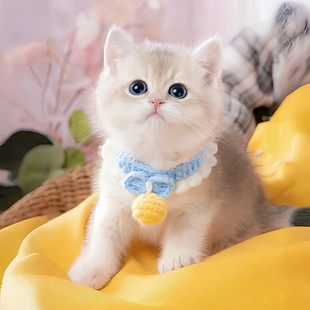 猫咪可爱围兜宠物狗狗口水巾手工编织拍照装扮小猫围脖项圈装饰品