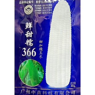 中苗鲜甜糯366白玉米种子加甜粒糯甜鲜食苞米苞谷种籽40克200克