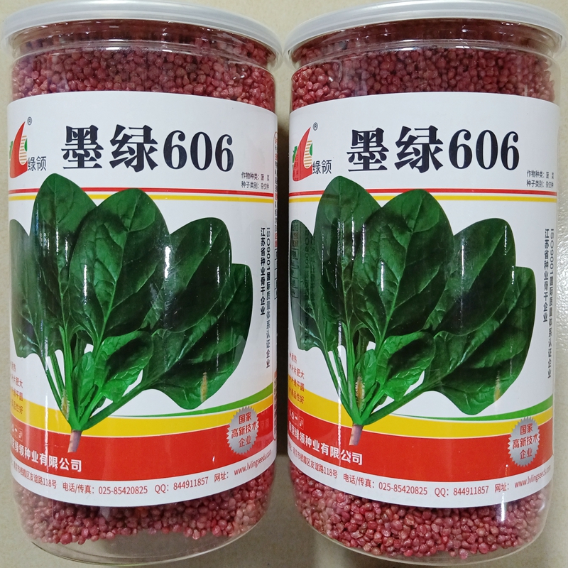 绿领杂交菠菜种子圆叶菠菜600克