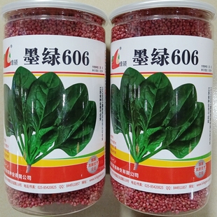 绿领墨绿606菠菜种子耐热大圆叶高产抗病叶片多光亮杂交种籽600克