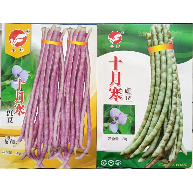 十月寒冷豇豆种子短蔓可不搭架胖短紫秋豇江缸豆角兔子腿八月豆籽