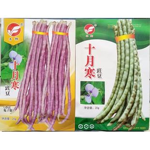 十月寒冷豇豆种子短蔓可不搭架胖短紫秋豇江缸豆角兔子腿八月豆籽