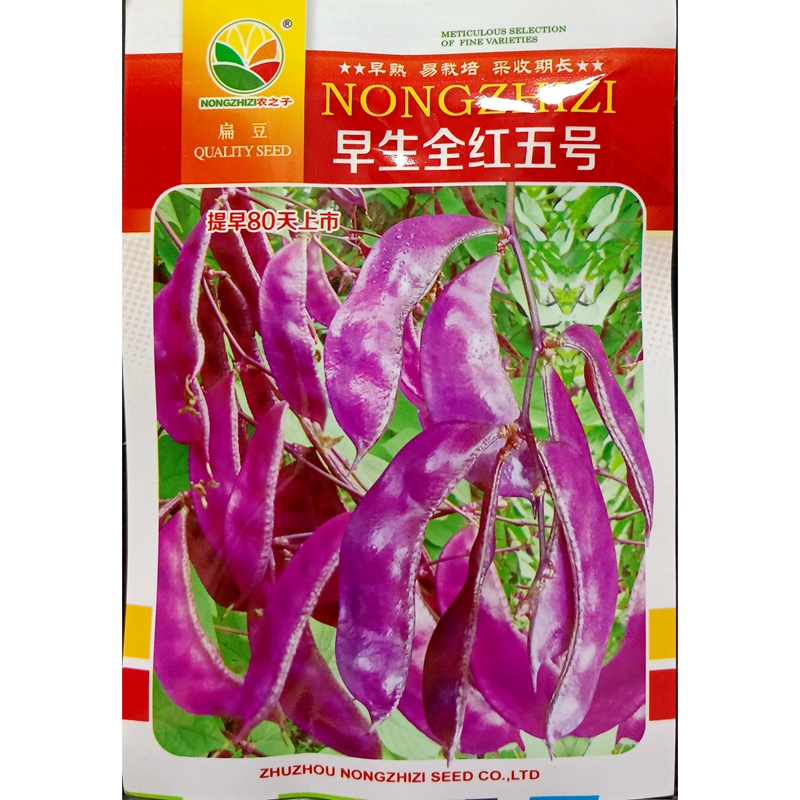 早生全红五号红扁豆种子早熟全紫红荚梅豆眉豆结荚早上市早采收长