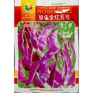 早生全红五号红扁豆种子早熟全紫红荚梅豆眉豆结荚早上市早采收长