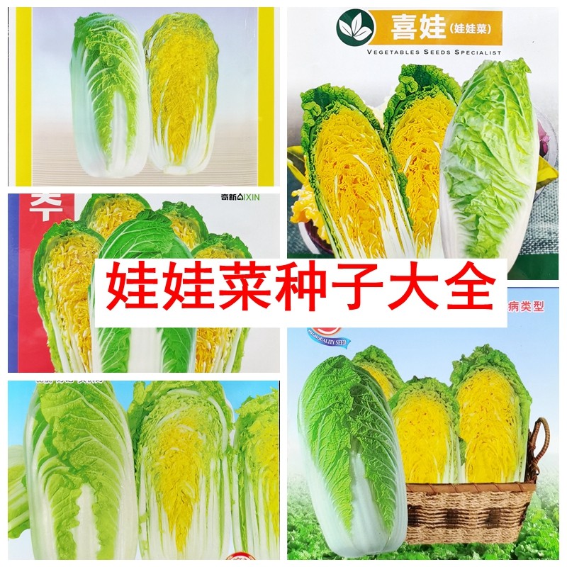 娃娃菜种子大全集合小型黄心包心小白菜种籽春秋播10克/袋2000粒