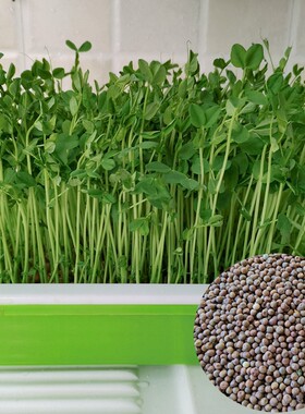 水培豌豆苗芽苗菜无土四季500克