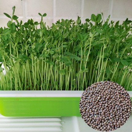 水培豌豆苗的大小粒麻豌豆鸽粮无土发豌豆尖芽苗菜阳台四季500克