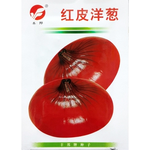 丰邦红皮洋葱种子优质紫红圆葱红头葱元葱种籽味香秋季播5克600粒