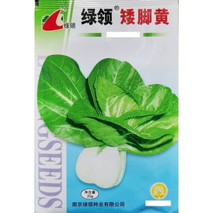 绿领矮脚黄种子兔子腿青菜白梗小白菜油菜蔬菜籽春秋四季 播种20克