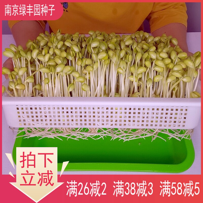 泡生发黄豆芽种籽中大粒粗茎大豆瓣无土水培阳台纸上芽苗菜种子新