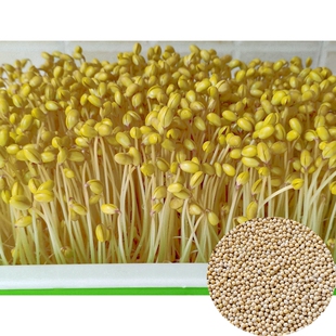 发黄豆芽泡生豆芽打豆浆特小粒小金黄珍珠豆无土水培芽苗菜500克