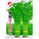 5000粒 播种10克 青脆空心香芹种子青梗青茎空心芹菜种籽春季 秋季