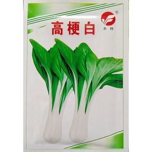 高梗白青菜种子圆叶扁高杆高脚白青菜白菜种籽鲜食腌制渍蔬菜20克