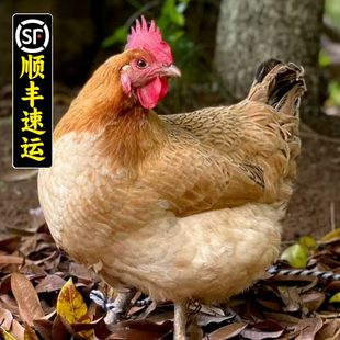 大别山散养跑山鸡老品种土鸡老母鸡大公鸡童子鸡乌鸡下蛋鸡