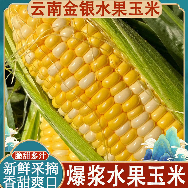 云南水果玉米新鲜生吃甜玉米棒子新鲜玉米