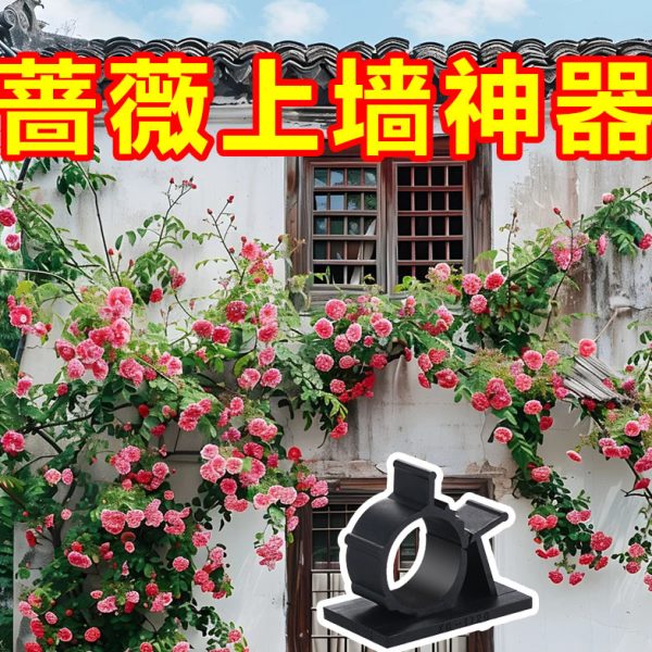 室内上园艺墙藤固定器本神器蔷薇花牵引爬藤月季户外墙面卡扣植物