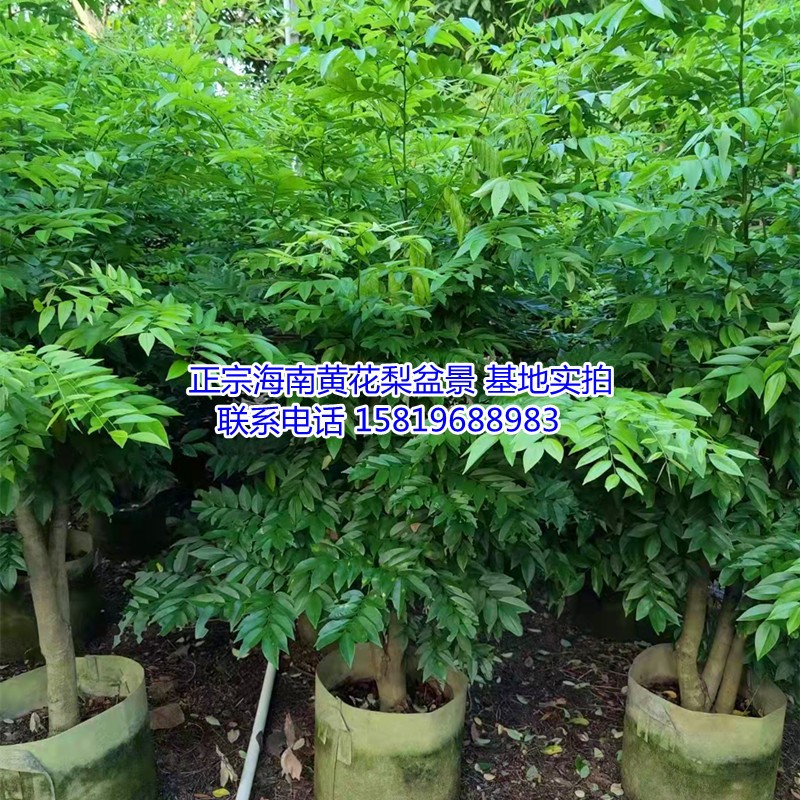 正宗降香海南黄花梨树桩多枝苗降香树苗沉香小叶紫檀营养杯盆景树