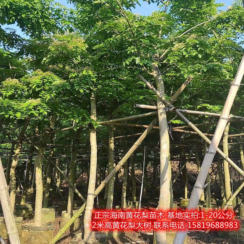 海南黄花梨树苗木沉香苗木海南黄花梨容器树苗黄花梨假植袋苗地苗