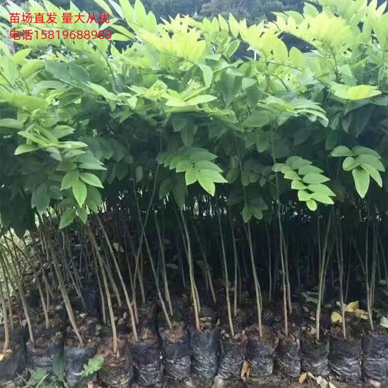 广东海南黄花梨树苗小苗袋装苗木红木降香黄檀庭院黄花梨树木小苗
