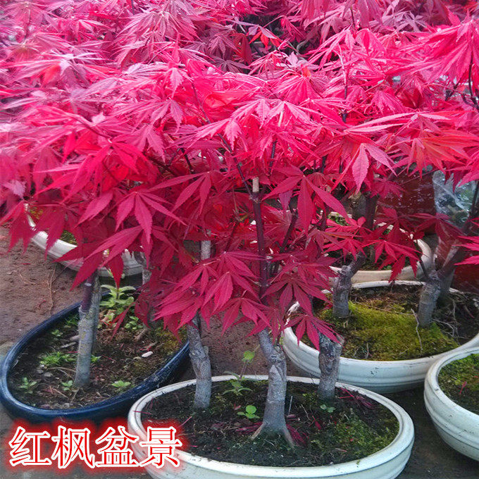 美国红枫盆景 红枫树桩 日本红枫盆景 红枫树盆栽 盆景树桩