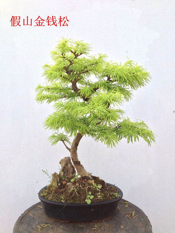 精品日本微型盆景金钱松桌面盆景另售水杉室内黑松树桩罗汉松榆树