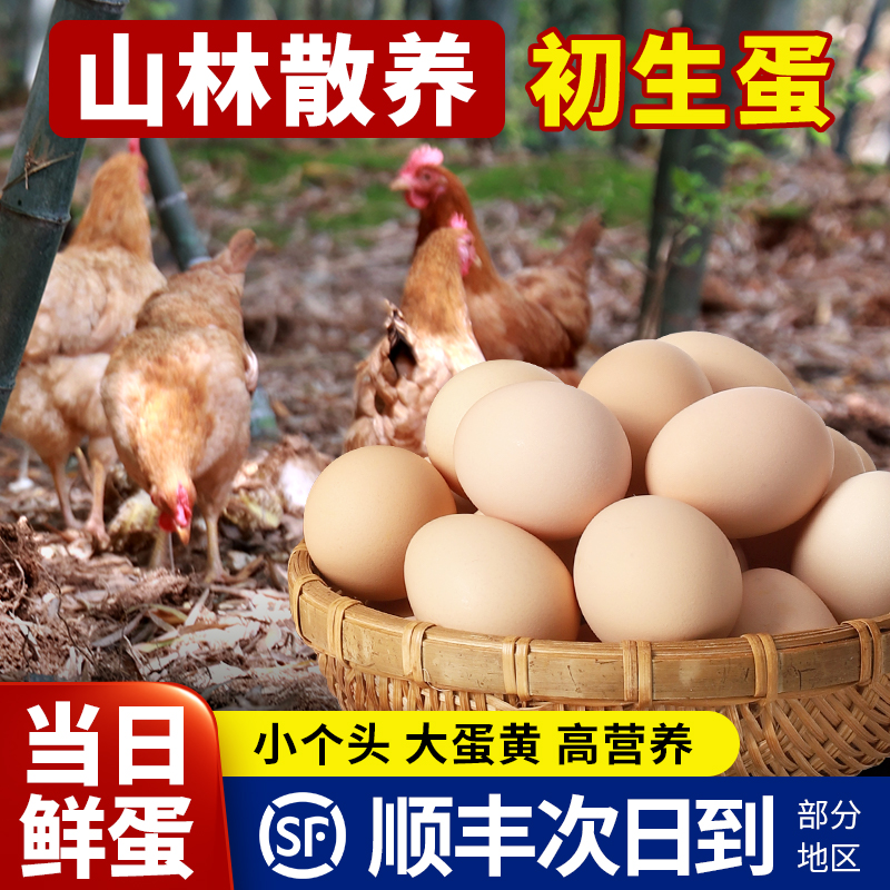 【顺丰次日到】真农家散养初生蛋