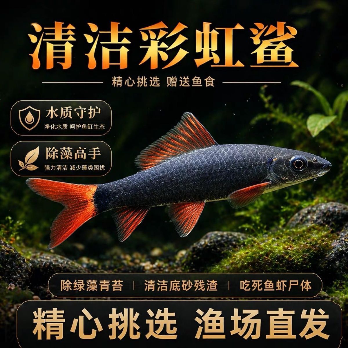 彩虹鲨清洁鱼缸除藻清缸工具底层清洁清道夫吃残渣垃圾热带观赏鱼