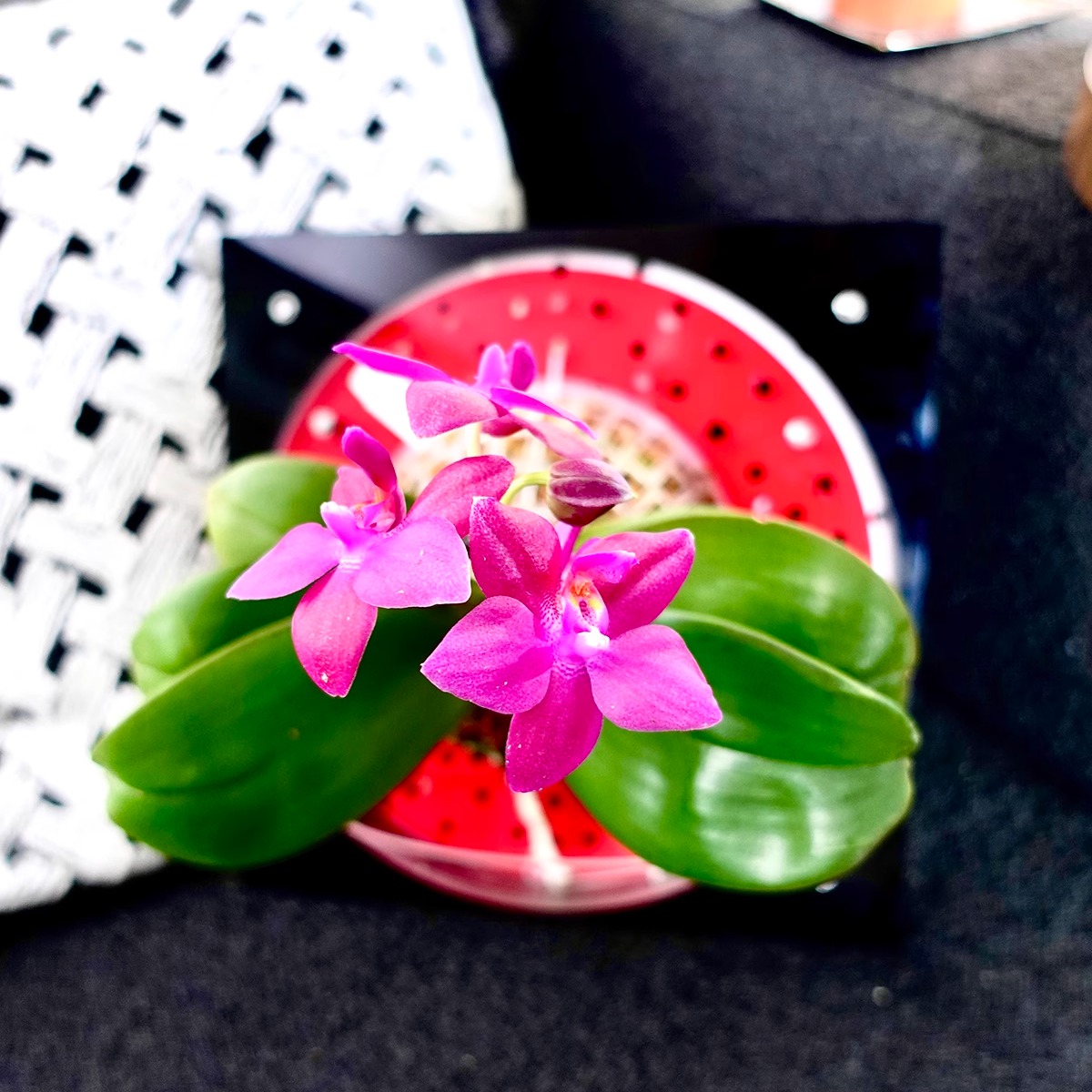 [大号合辑]蝴蝶兰鹿角蕨绿植上墙上板植物挂板壁挂自吸水懒人花盆