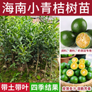 结果阳台庭院盆栽果树苗南北方种植柠檬树苗 海南小青金桔嫁接四季