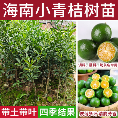 海南小青金桔柠檬树苗嫁接地盆栽